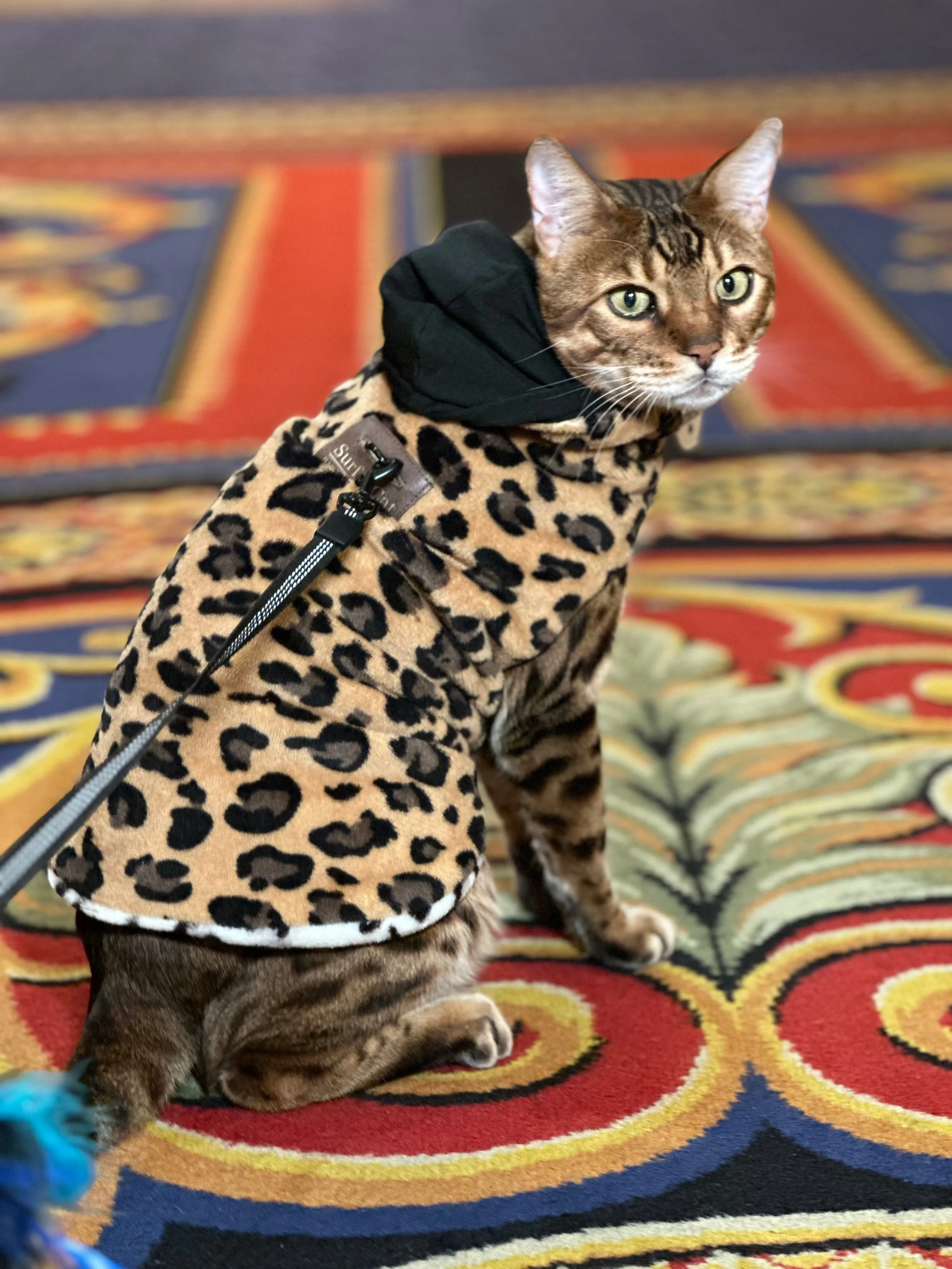 Cat Jacket Hideaway Hoodie Coat