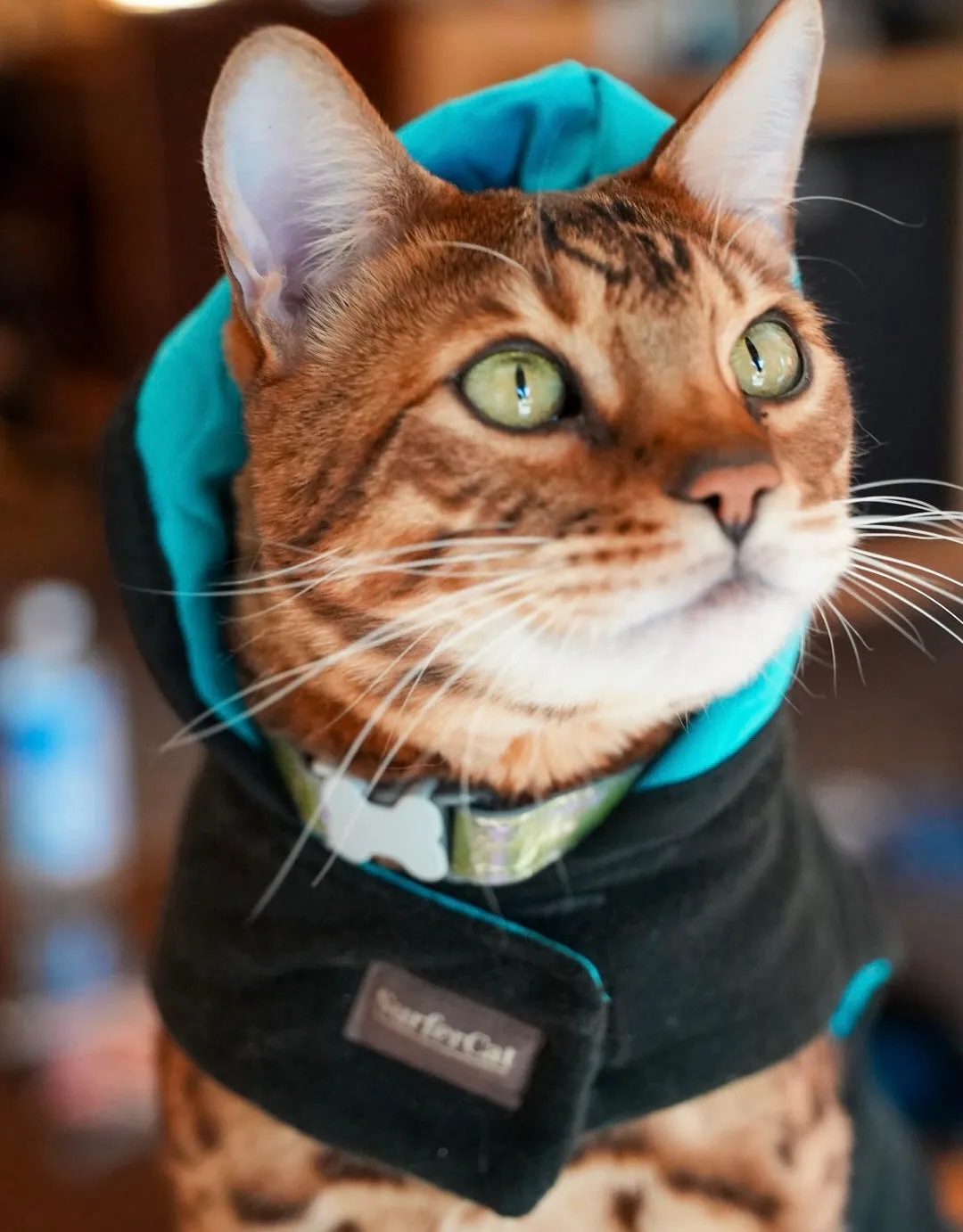 Cat Jacket Hideaway Hoodie Coat