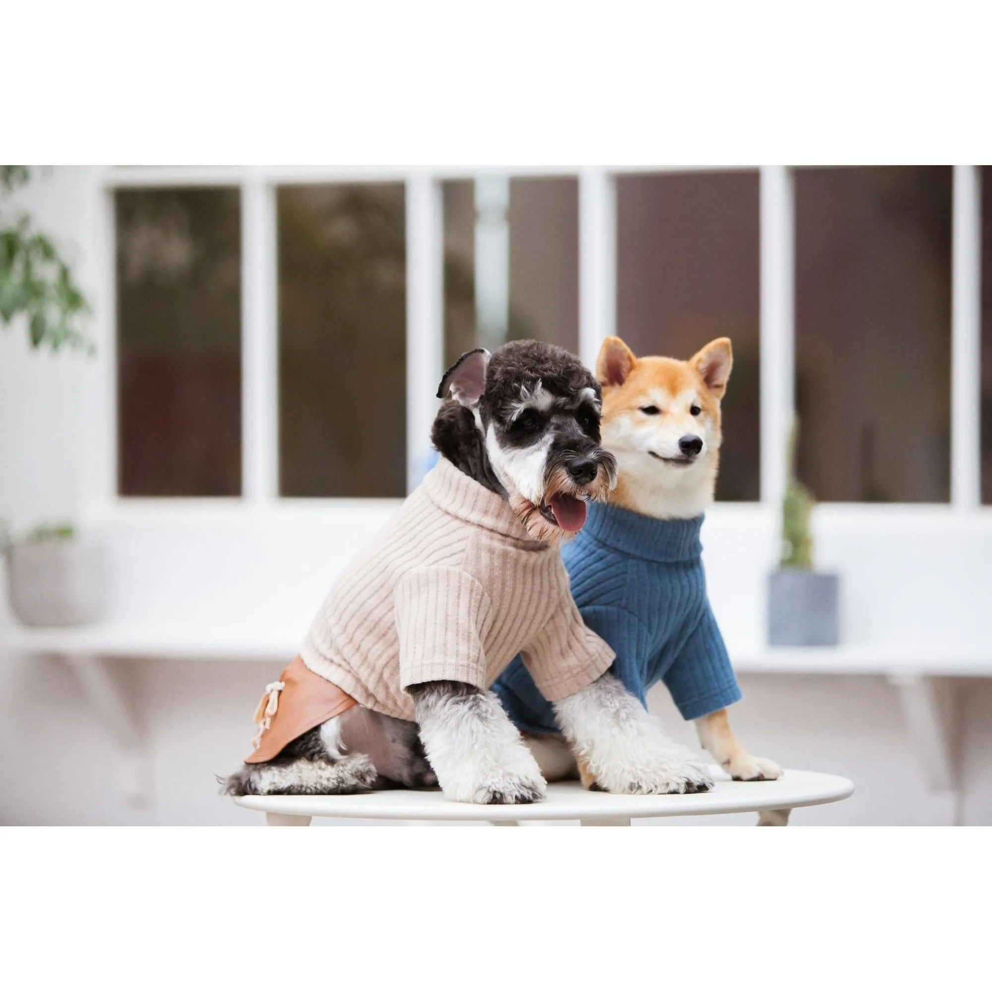Designer dog sweater and dress combo