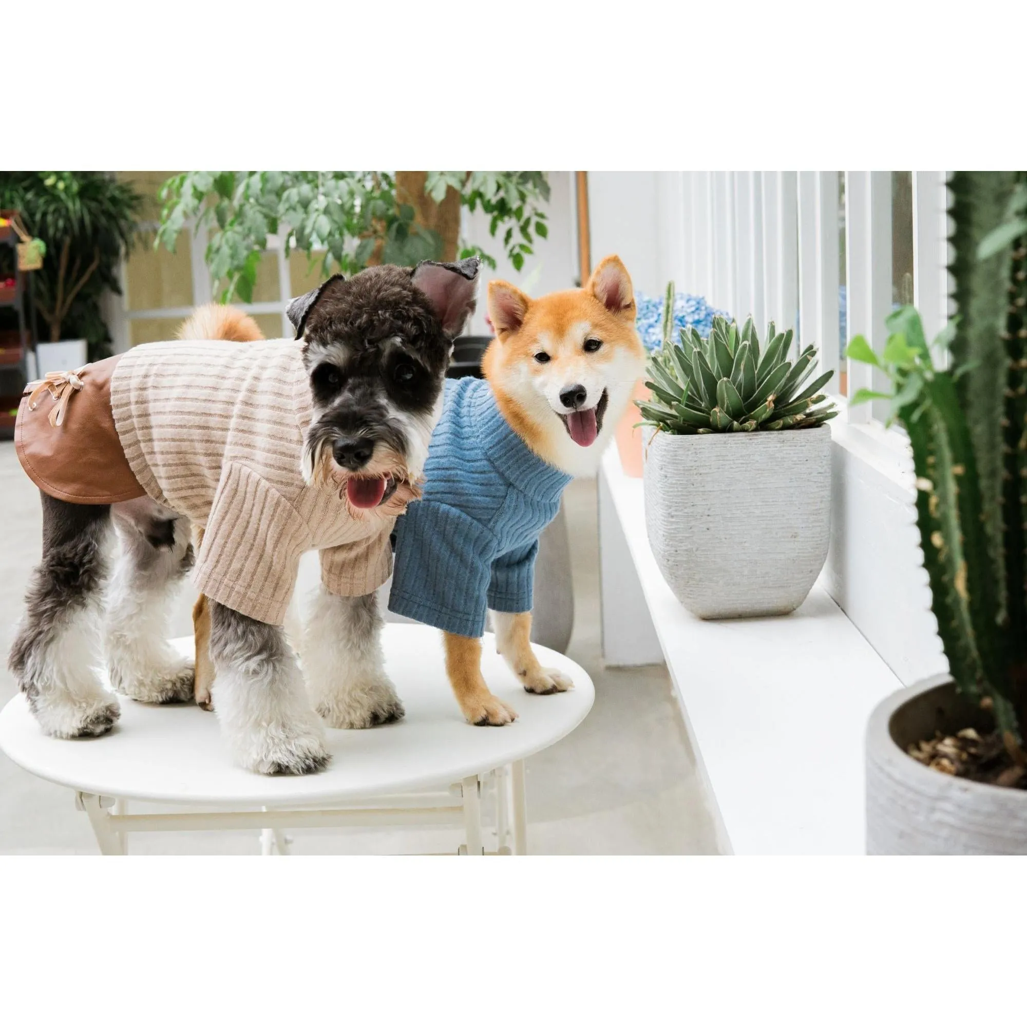 Designer dog sweater and dress combo