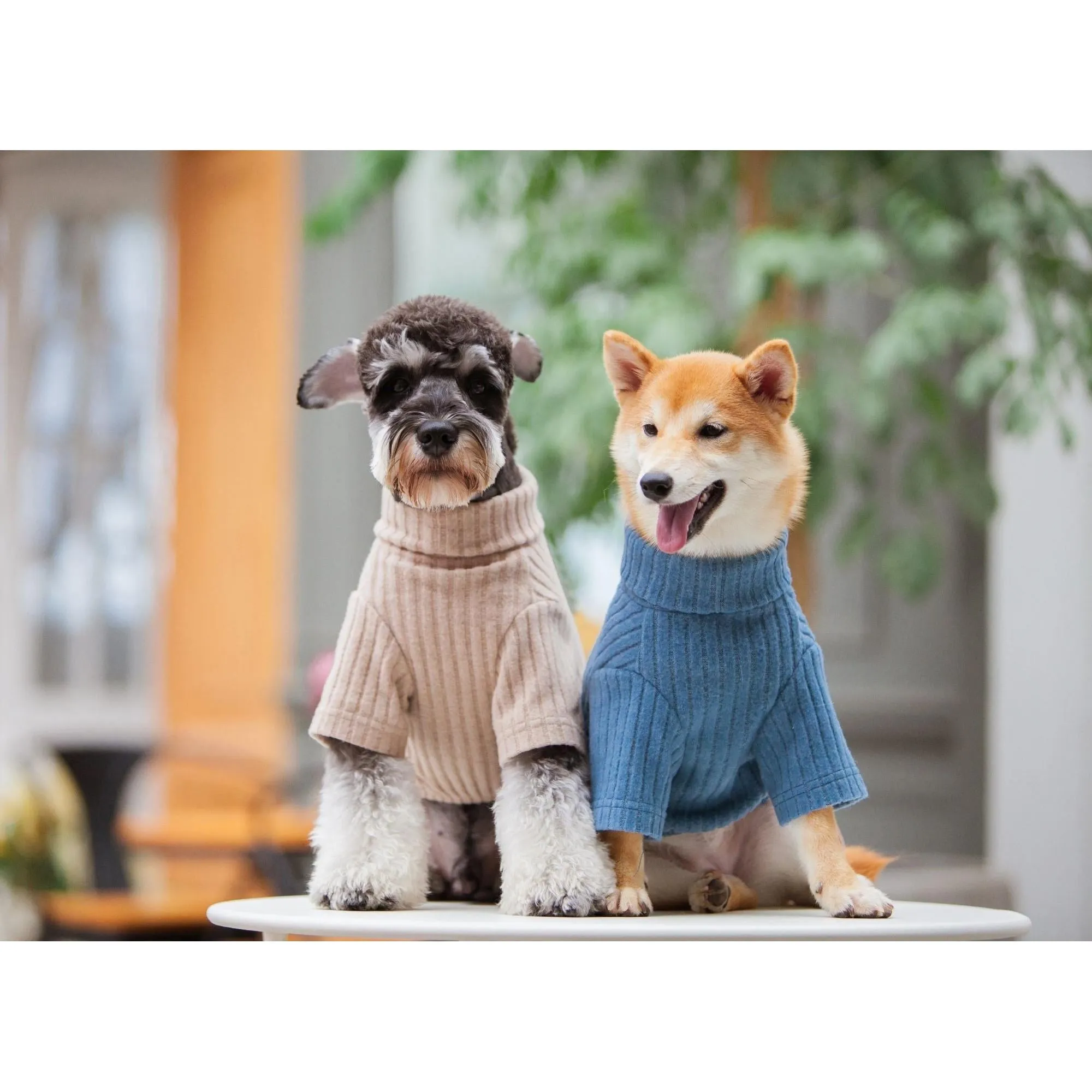 Designer dog sweater and dress combo