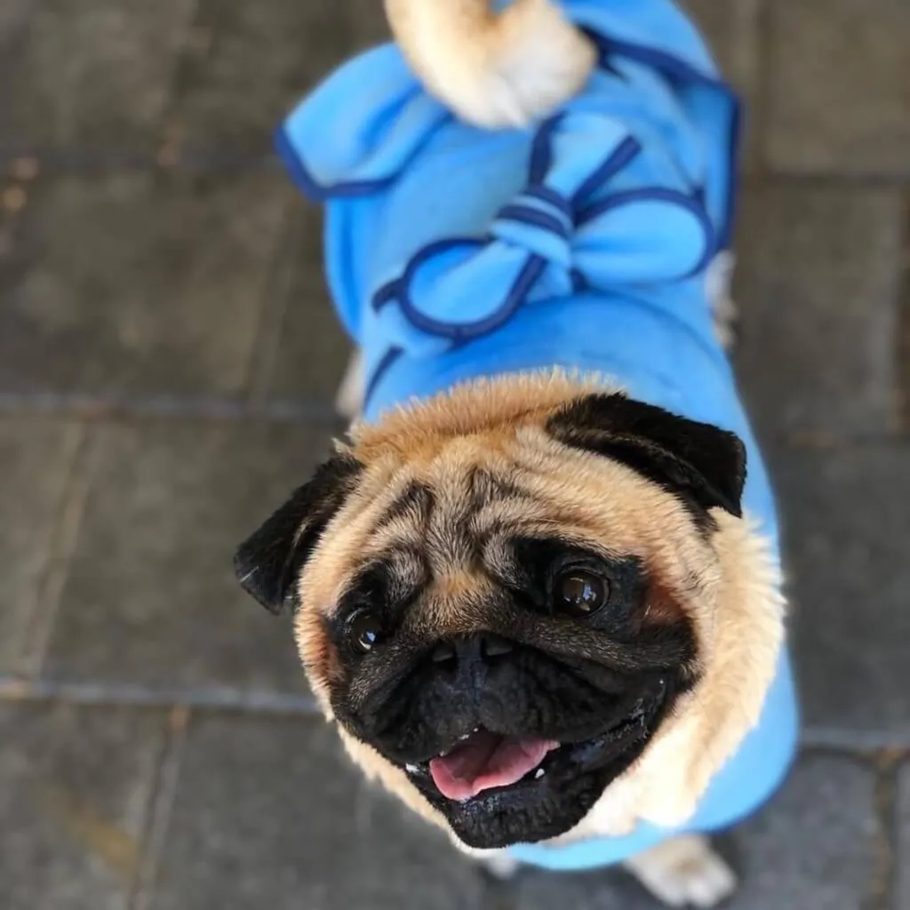 The Splish Splash Dog Drying Coat | Dazzling Blue